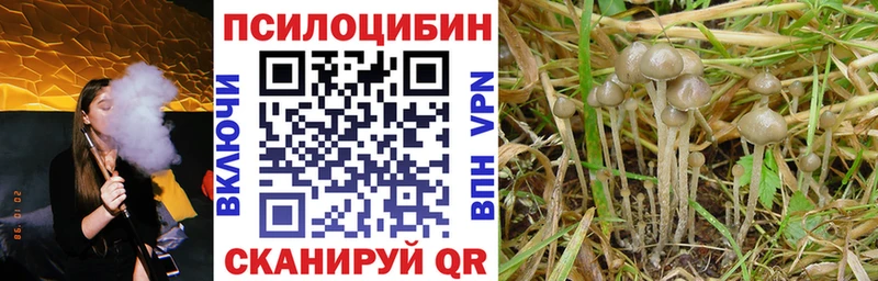 Галлюциногенные грибы Psilocybe  Екатеринбург 